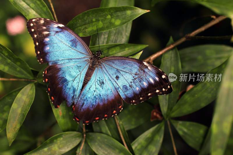 花粉蝴蝶飞翔，美丽的飞虫