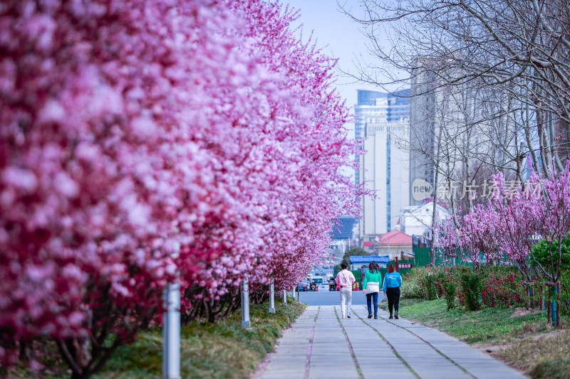 城市道路旁盛开的樱花景观