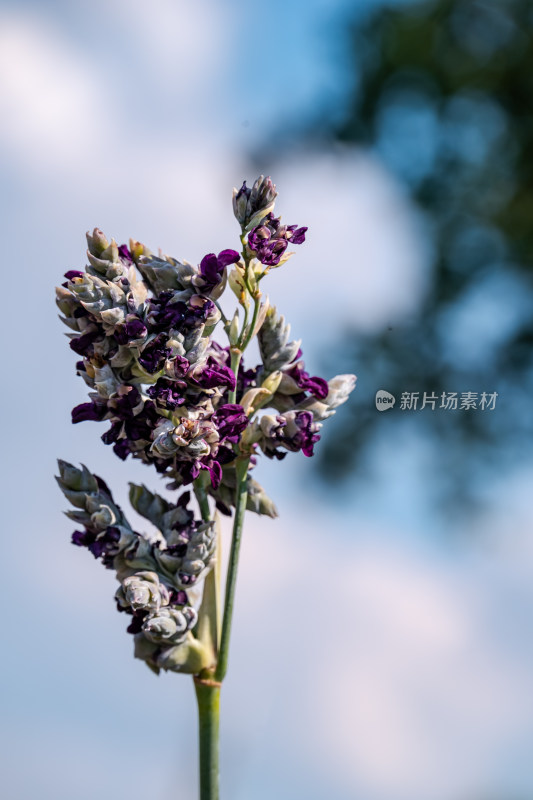 小路边，紫色的再力花特写