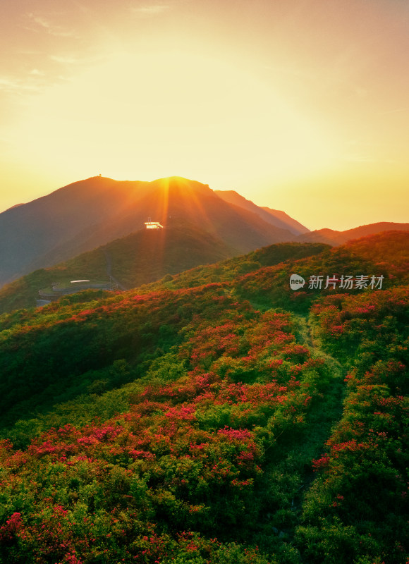 长沙市浏阳大围山杜鹃花海风光