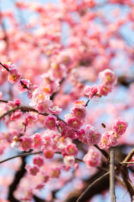 春天梅花龙梅树开花了