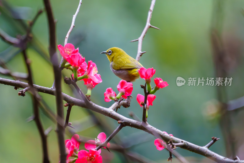 吃花蜜的灰腹绣眼鸟