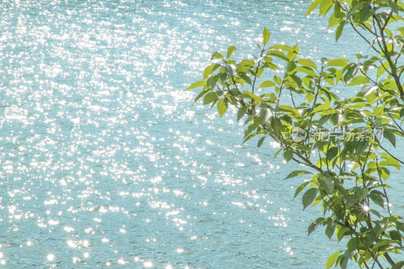 波光粼粼的湖水旁嫩绿树叶的景象