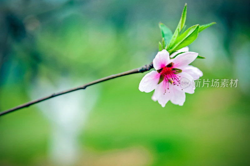 桃花盛开时