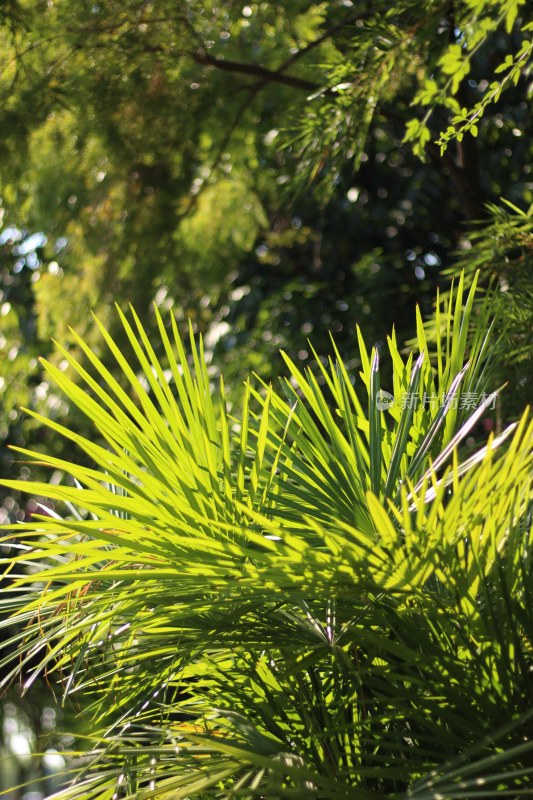 植物景观阳光绿色树木