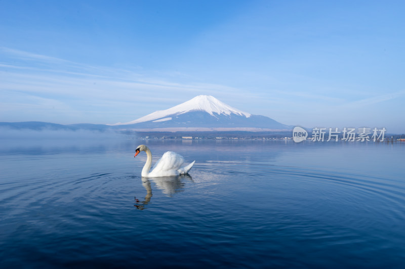 富士山下湖面上优雅游弋的白天鹅