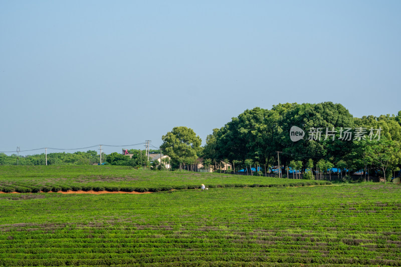 春天茶园采茶