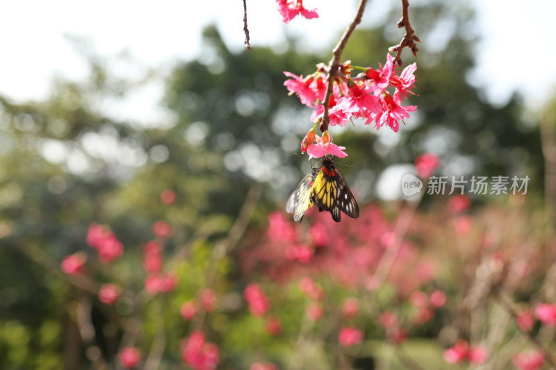 山间盛开的粉色樱花