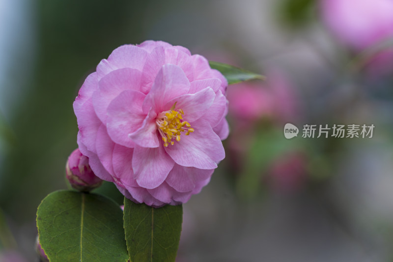 春天粉红色山茶花特写