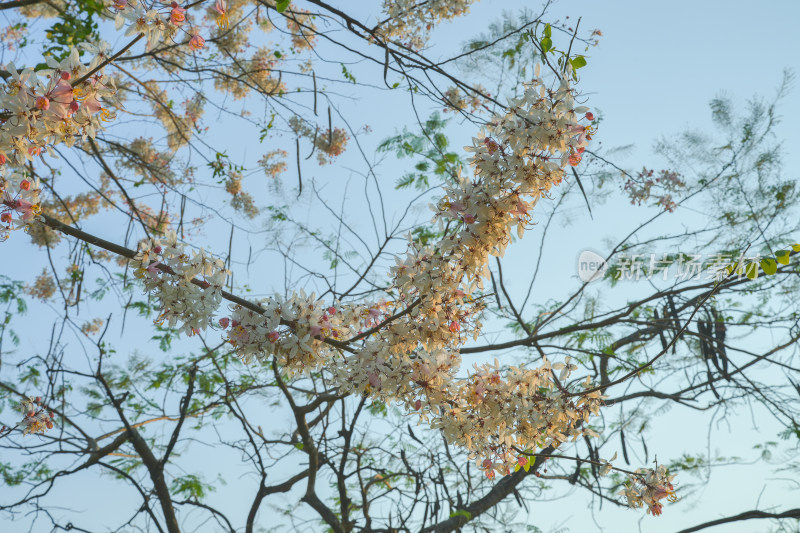 盛开的节荚决明花