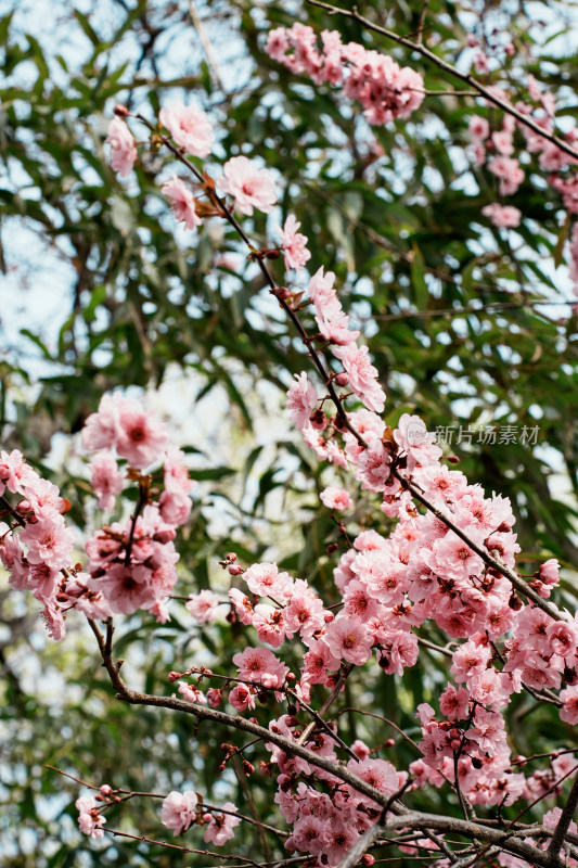 北京玉渊潭公园樱花节樱花