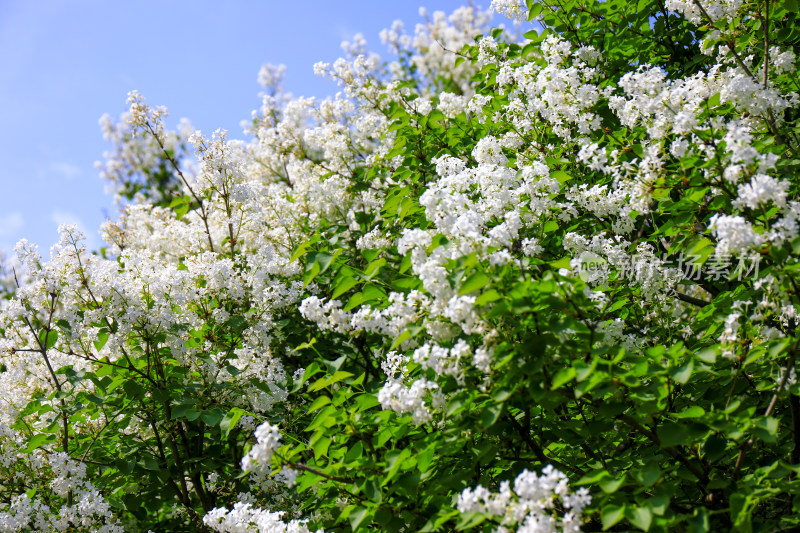 白色丁香花