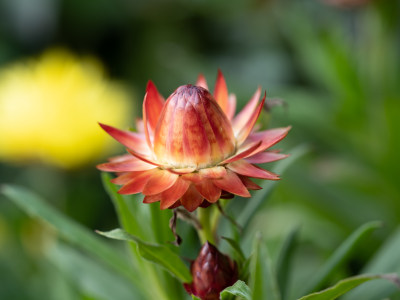 菊花麦秆菊特写