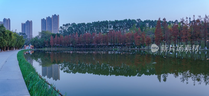 佛山千灯湖南海活水公园落羽杉林与城市建筑