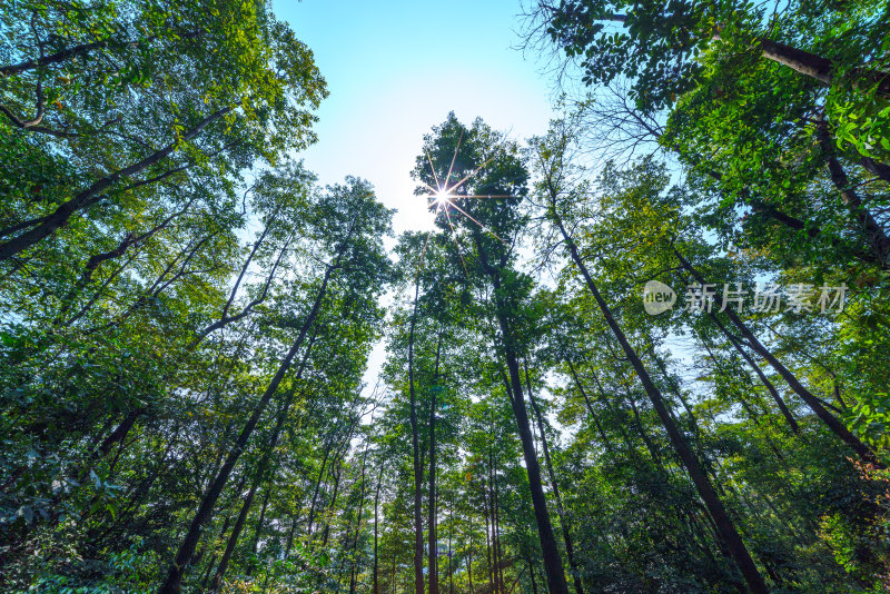 广州麓湖公园鸿鹄山森林绿色茂密树冠