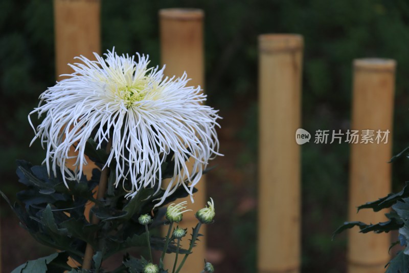 白色菊花 线菊 丝菊 黄色菊花 