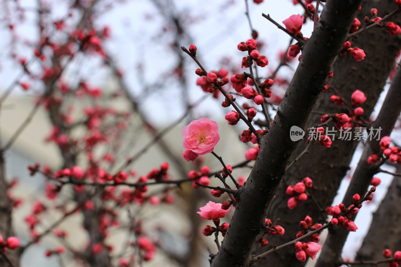 立春时节含苞怒放的红梅