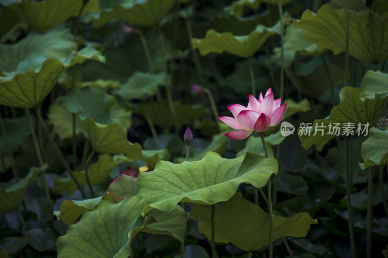 夏季公园荷塘荷叶丛中荷花特写