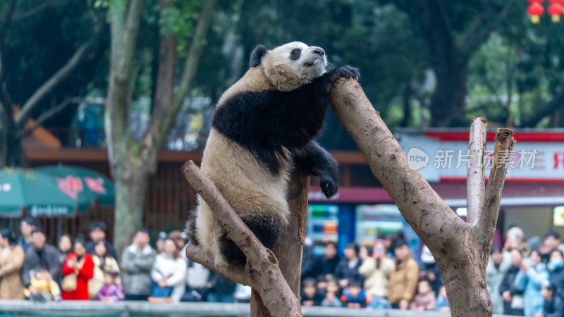 爬树的大熊猫