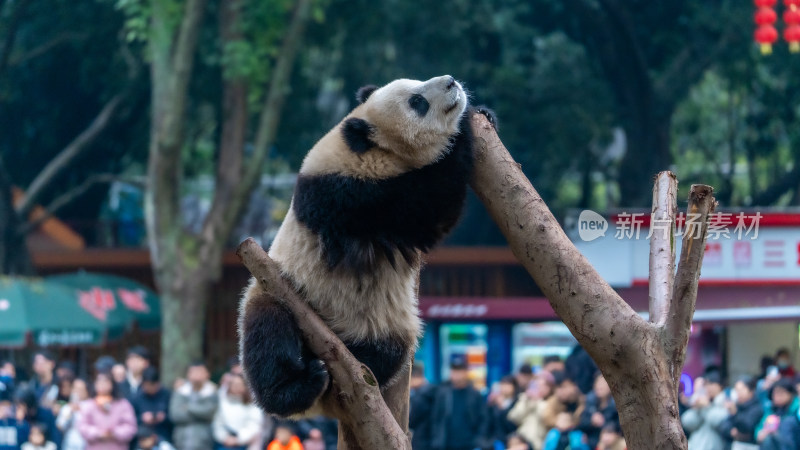 爬树的大熊猫