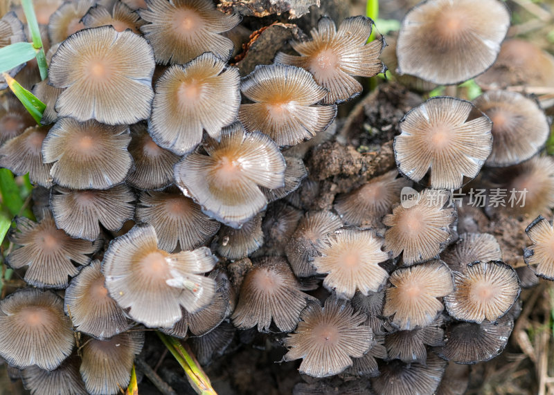 蘑菇菌菇野生菌