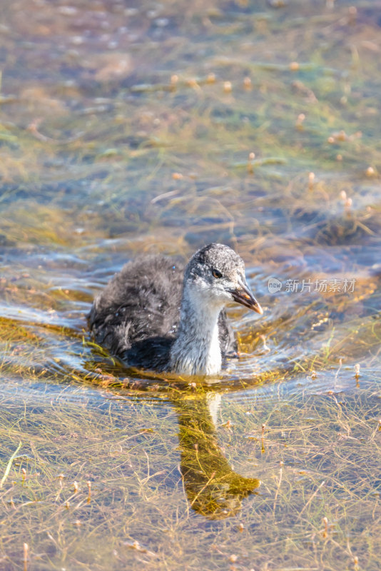 在若尔盖花湖景区湿地里觅食的水鸡