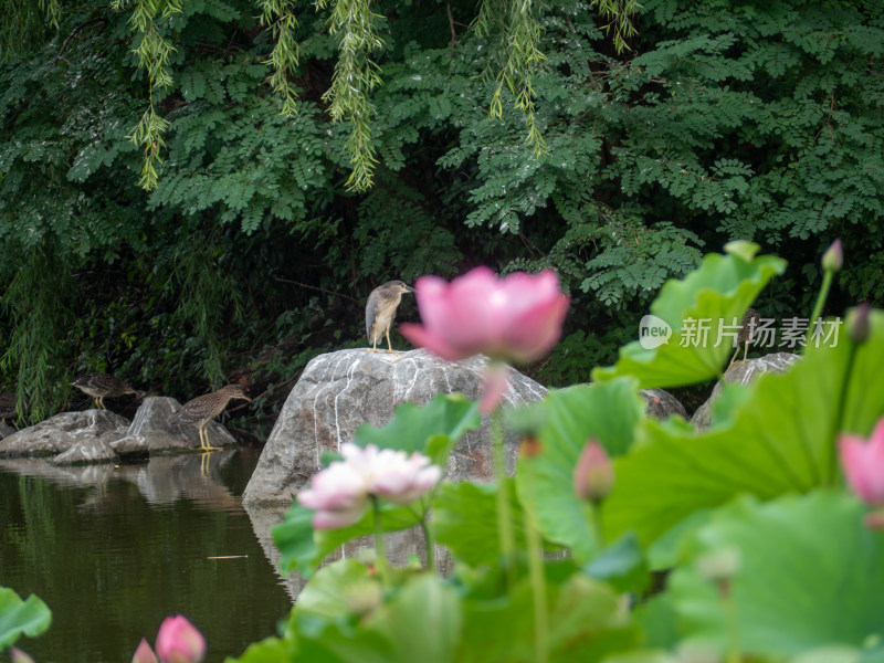 池塘边的灰鹭和莲花