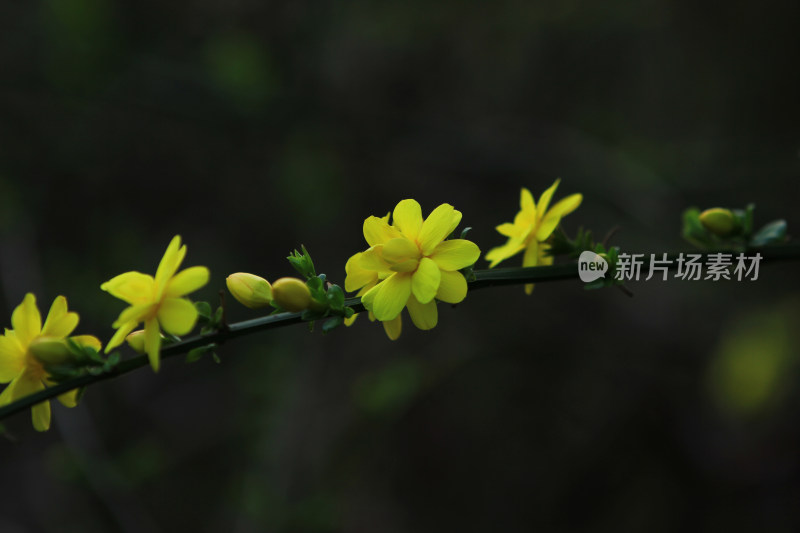 春天的迎春花，小黄花，黄色小花