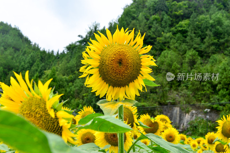 美丽田野田园太阳花葵花花朵向日葵