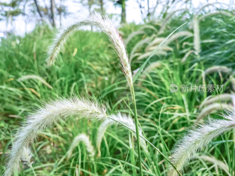 茂盛生长的狗尾草