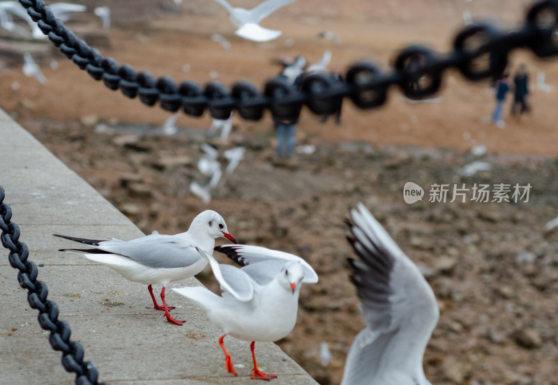 青岛栈桥上的海鸥