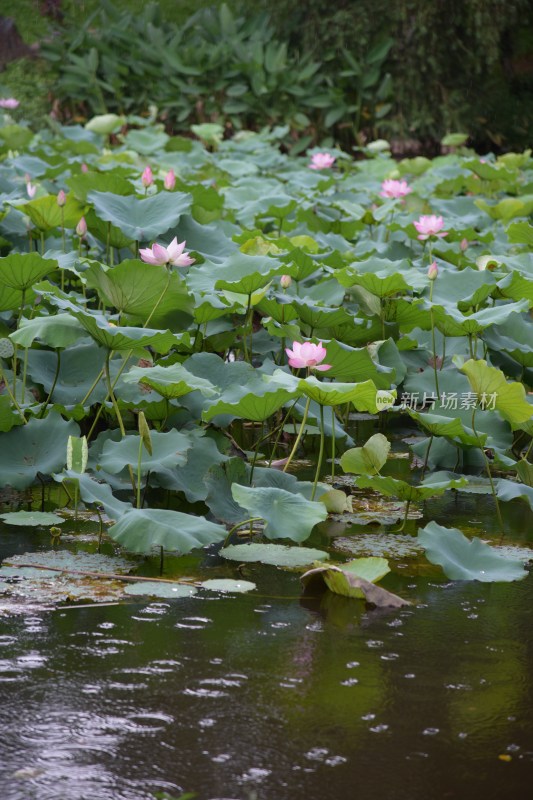 广东东莞：清溪公园荷花盛开