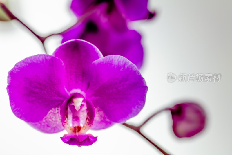 盛开的紫色蝴蝶兰