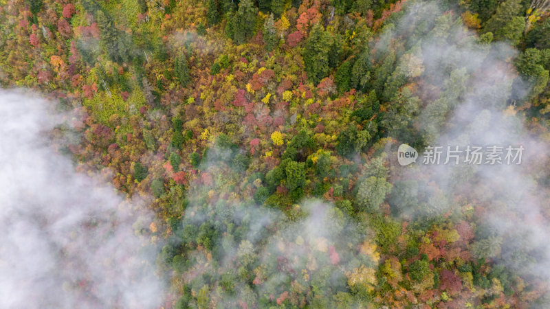 阿坝州黄龙风景名胜区秋色