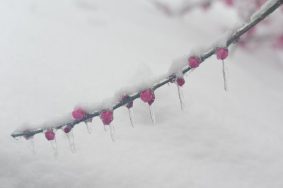 武汉东湖梅园雪中梅花盛开