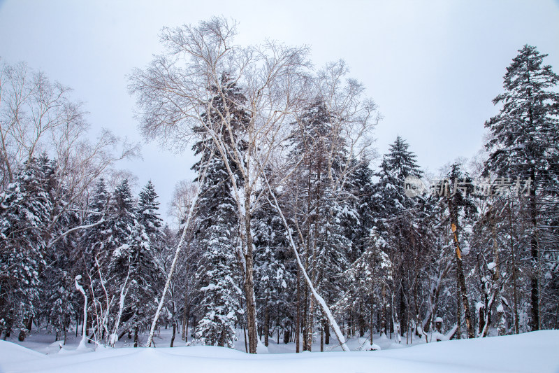 黑龙江 双峰林场 雪乡