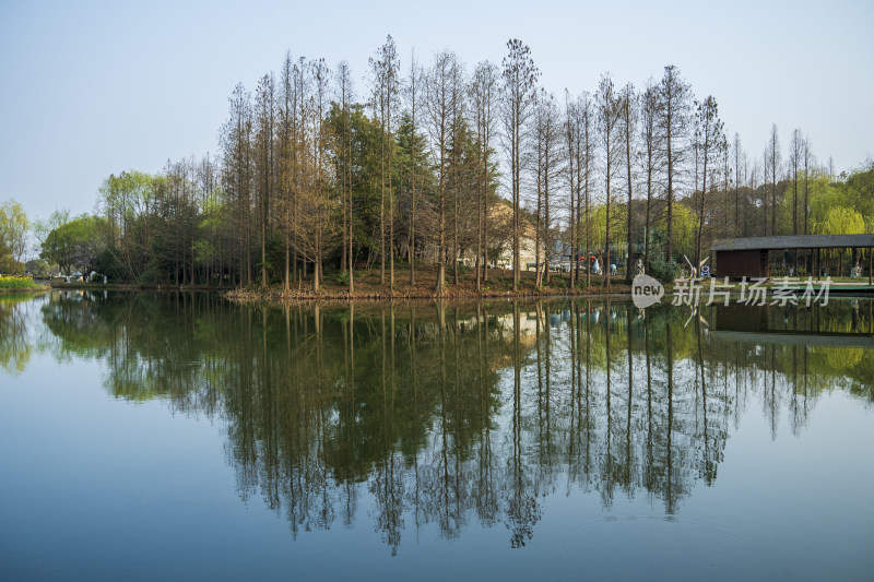 春季苏州常熟尚湖景区的水杉，水面，倒影