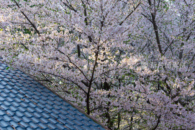 武汉东湖磨山樱花园樱花盛开