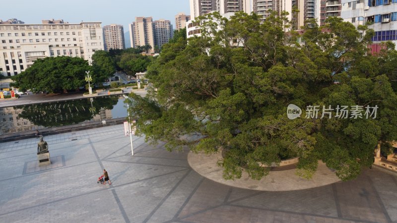 广东东莞：榕树枝繁叶茂