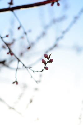 桃花花苞花蕊