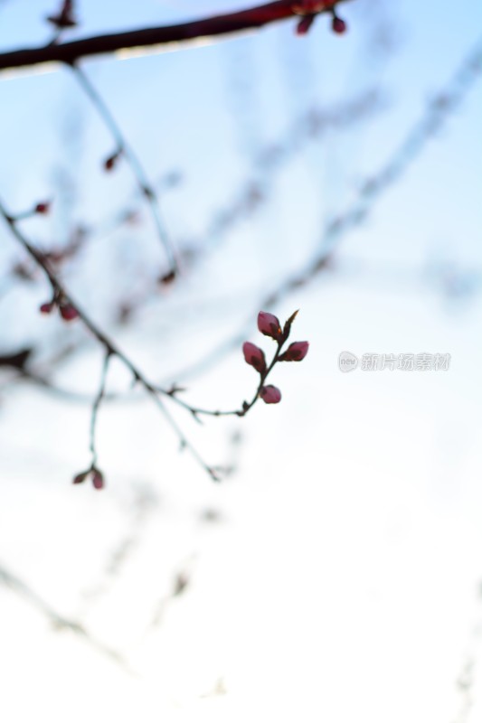 桃花花苞花蕊