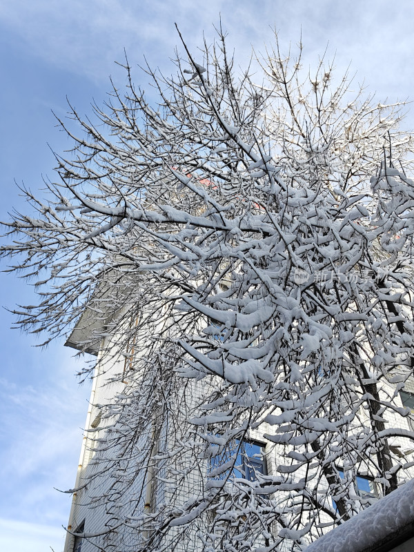 暴雪天银装素裹的树