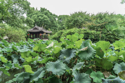 绍兴沈园中式园林风景