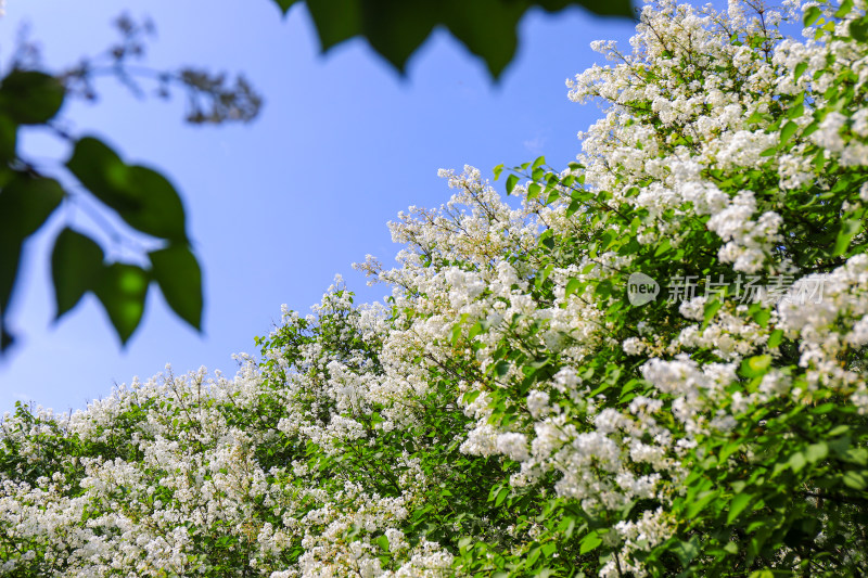 白色丁香花