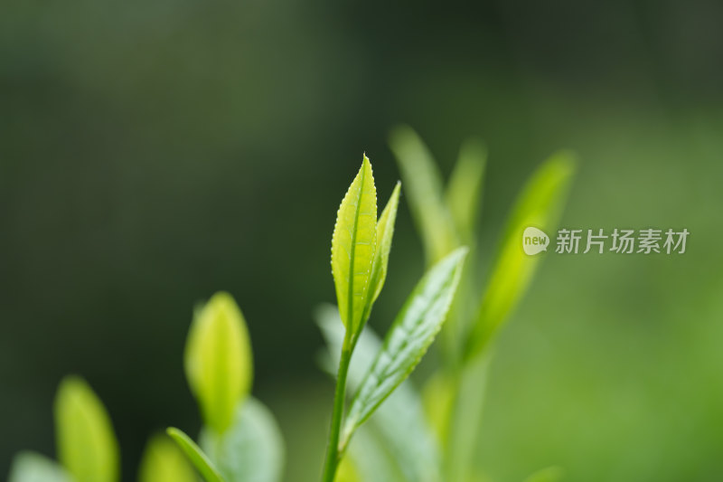 茶园茶叶茶树茶芽茶文化