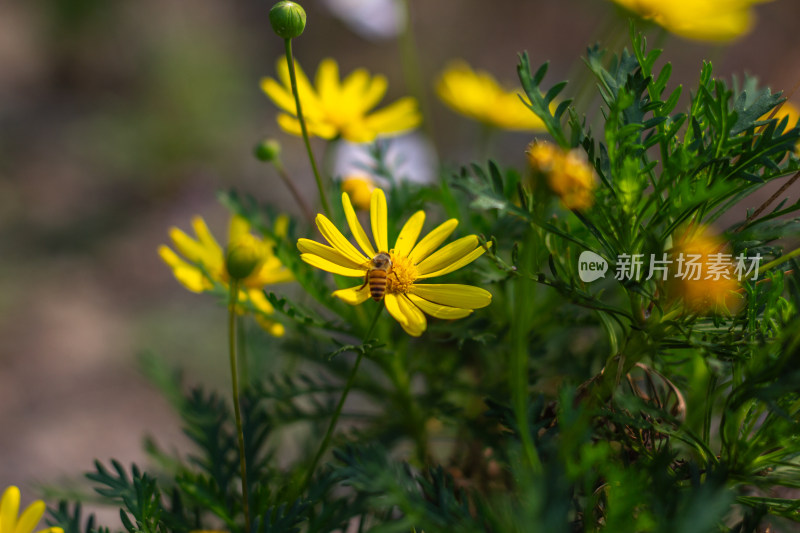 小雏菊特写素材