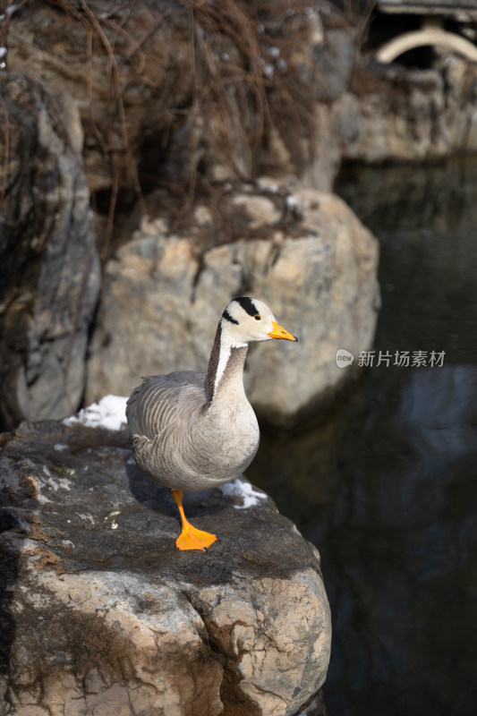 鸭子斑头雁在岸边岩石上休息