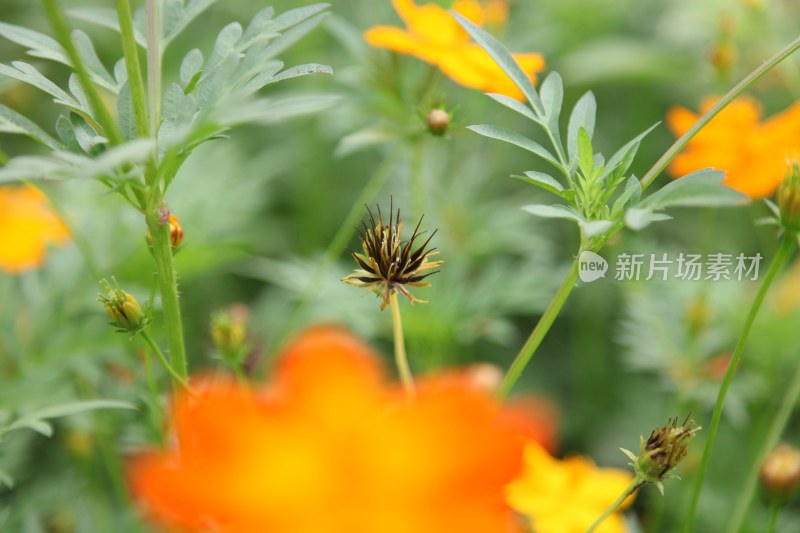 野菊花系列