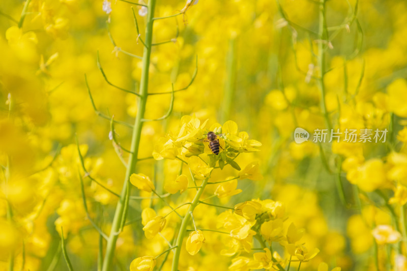 油菜花上采蜜蜜蜂特写镜头