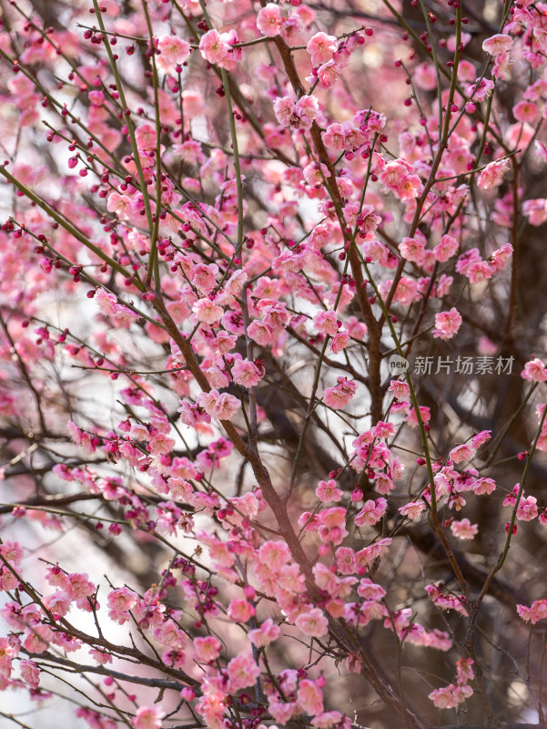 春天的梅花盛开特写